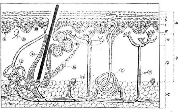 Gambar 1. Penampang anatomi kulit (Djuanda, dkk., 1999)