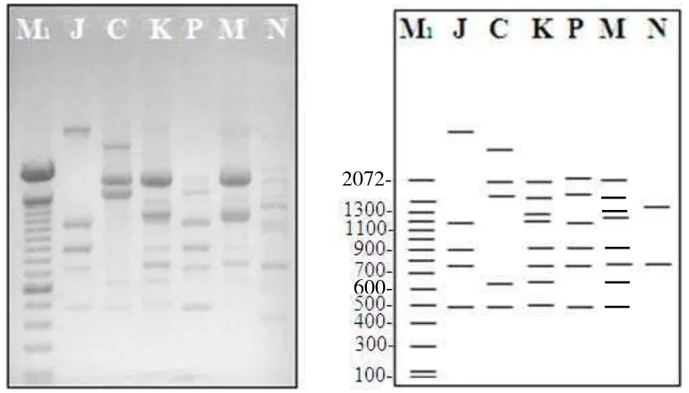 Tabel 4  Ukuran fragmen DNA cendawan B. theobromae asal berbagai tanaman inang menggunakan primer OPB 01 