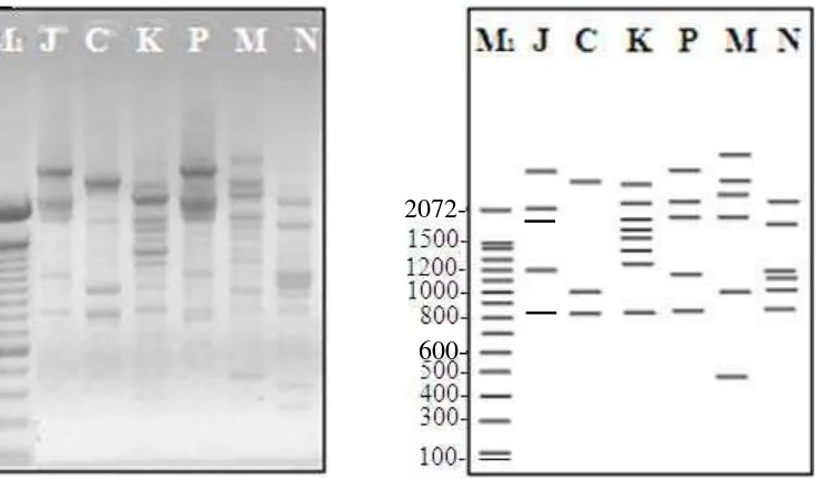 Tabel 5  Ukuran fragmen DNA cendawan B. theobromae asal berbagai tanaman inang menggunakan primer  OPB 07 