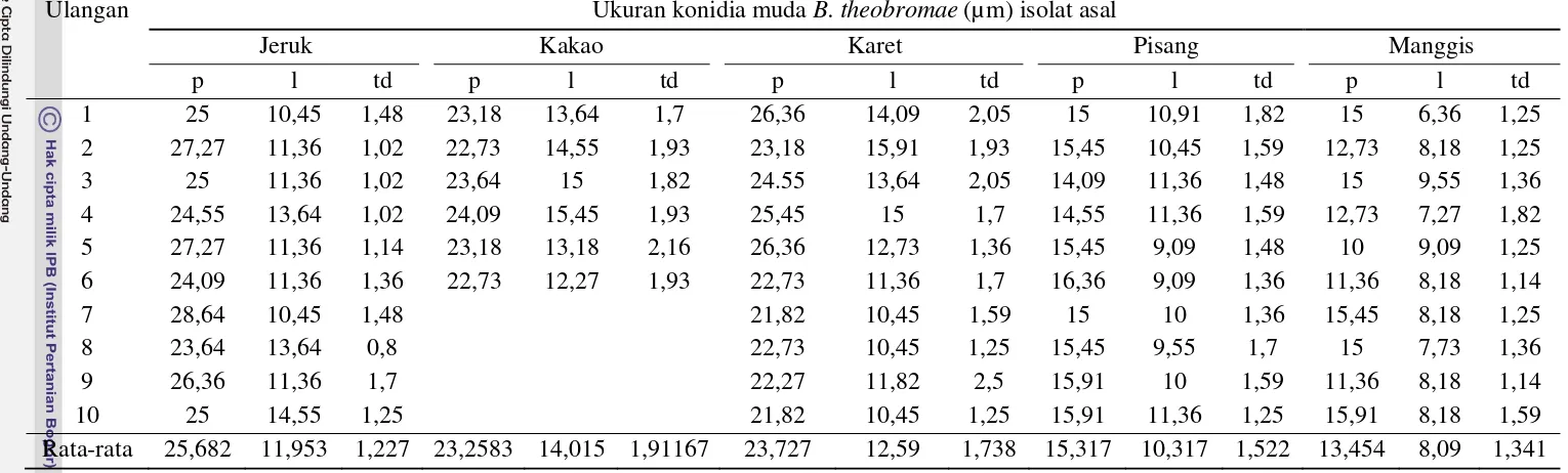 Tabel 2  Ukuran panjang, lebar, dan tebal dinding konidia muda cendawan B. theobromae asal lima tanaman inang 