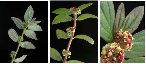 Gambar 2. 1. Patikan Kerbau (Euphorbia hirta L.) 