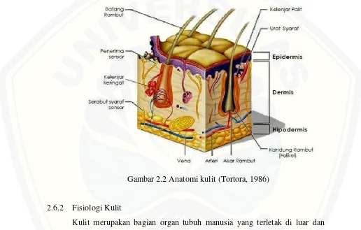 Gambar 2.2 Anatomi kulit (Tortora, 1986) 