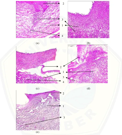 Gambar 4.2. Histopatologi kulit tikus dengan pewarnaan Haematoxylin-