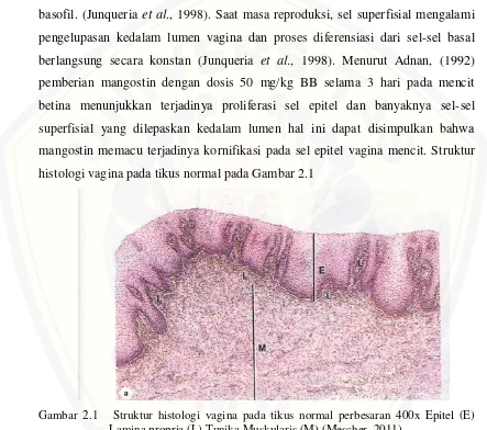 Gambar 2.1   Struktur histologi vagina pada tikus normal perbesaran 400x Epitel (E) 