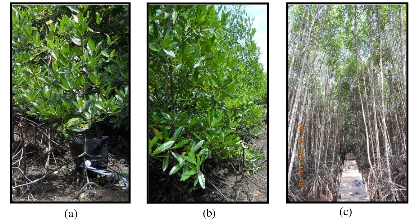 Gambar 5  Pohon Rhizophora apiculata pada beberapa tingkat umur tanaman. 