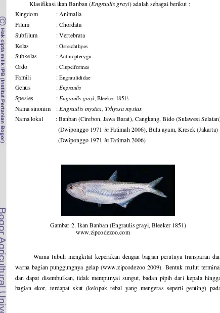 Gambar 2. Ikan Banban (Engraulis grayi, Bleeker 1851) 