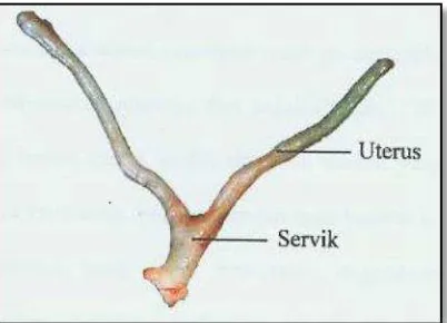 Gambar 2.1  Organ uterus mencit swiss webster (Sumber : Puspitadewi dan sunarno, 