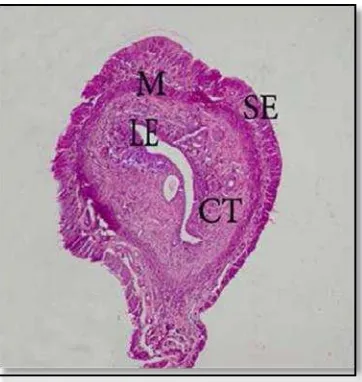 Gambar 2.2 Sayatan melintang preparat uterus mencit perbesaran 100x (LE) Lumen. (CT) Endometrium, (M) miometrium, (SE) Perimetrium (Sumber : Helmy et al., 2014)