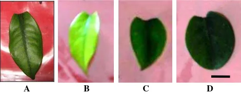 Figure 1. The growth of buds on the mangosteen seeds untreated with gamma ray irradiation (A) and (B), and seeds that received gamma irradiation treatment (C), (D), (E), and (F)