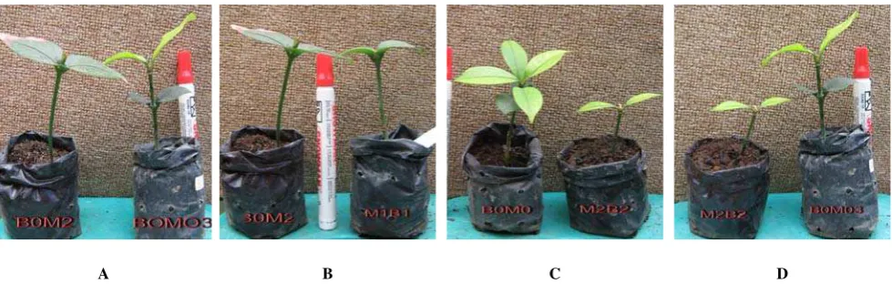 Table 2. Average high of mangosteen, leaf number, stem diameter, leaf length and width on the 25th week after planting