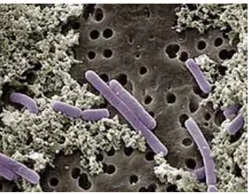 Gambar 2.1 Gambaran mikroskopis bakteri L. casei (Sumber: Mehmet, 2007) 