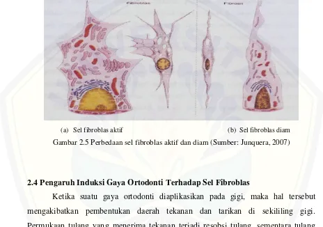 Gambar 2.5 Perbedaan sel fibroblas aktif dan diam (Sumber: Junquera, 2007) 