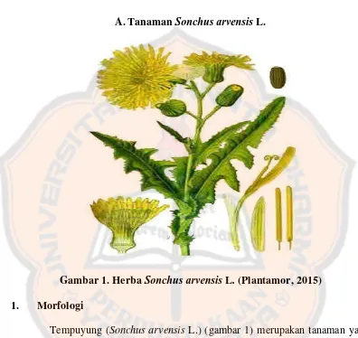 Gambar 1. Herba Sonchus arvensis L. (Plantamor, 2015) 