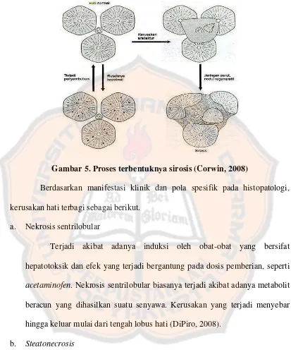 Gambar 5. Proses terbentuknya sirosis (Corwin, 2008) 