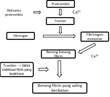 Gambar 2.   Skema perubahan protrombin menjadi trombin dan polimerasi fibrinogen membentuk  benang fibrin (Guyton dan Hall 1996) 