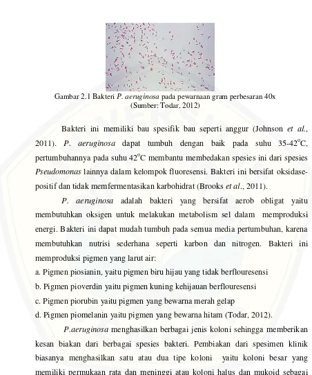 Gambar 2.1 Bakteri P. aeruginosa pada pewarnaan gram perbesaran 40x 