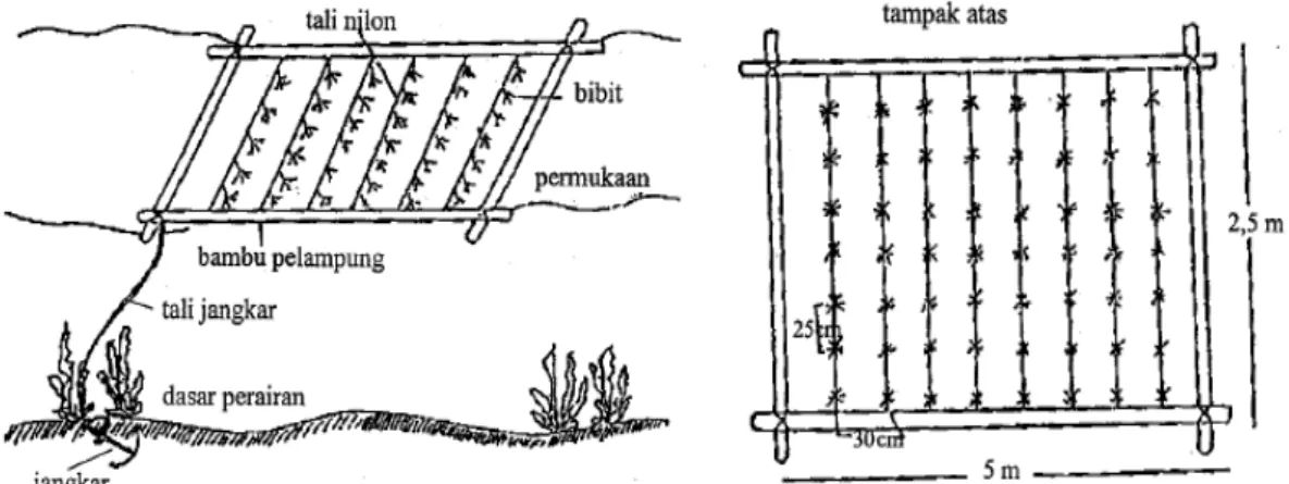 Gambar 4. Sketsa penanaman rumput laut sistem rakit bambu (Sumber : Sulistijo,  2002) 