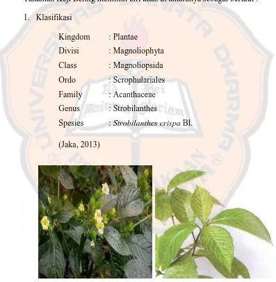 Gambar 2.1. Tumbuhan Keji Beling (Strobilanthes crispa Bl.)  