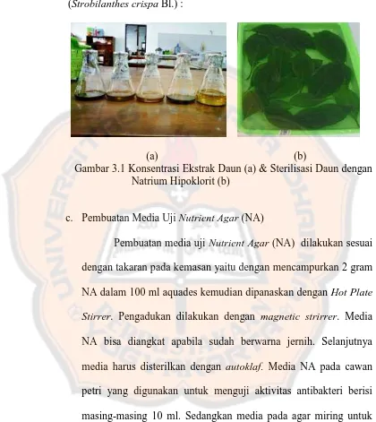 Gambar 3.1 Konsentrasi Ekstrak Daun (a) & Sterilisasi Daun dengan Natrium Hipoklorit (b)  