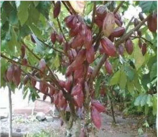 Gambar 2.2 Tanaman kakao (Rusdin, 2011) 
