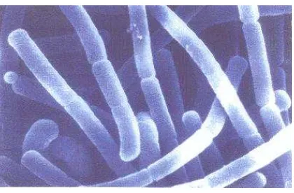 Gambar 2.7 Lactobacillus acidophilus dilihat dengan mikroskop scanning electron Theralac (Aanonim, 2009) 