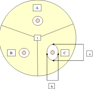 Gambar 3.1 Pengukuran diameter zona hambat 