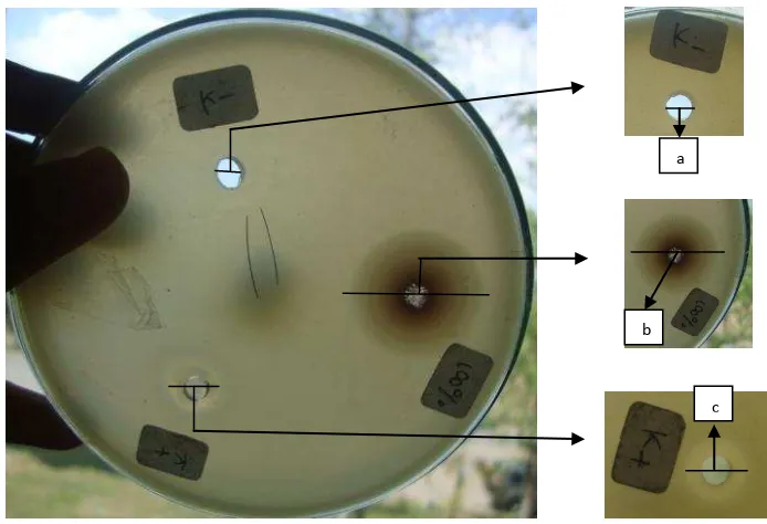 Gambar 4.2 Diameter zona hambat terhadap pertumbuhan Lactobacillus acidophilus 