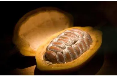 Gambar 2.2 Tanaman kakao (Sumber : Anonim, 2008:2) 