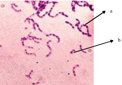 Gambar 4.1 Streptococcus viridans dilihat dengan mikroskop cahaya dengan pembesaran 1000 kali 