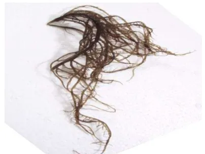 Gambar 2.2  Gracilaria verrucosa 