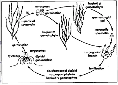 Gambar 2.3 Daur hidup Gracilaria (Dawson, 1966) 