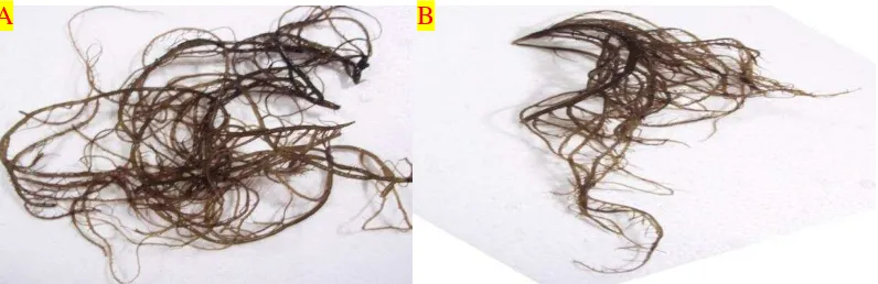 Gambar 3.5 Bibit rumput laut Gracialria  verrucosa sebelum dipilih (A), bibit rumput laut Gracilaria verrucosa setelah dipilih (B)  