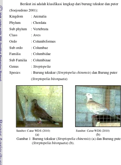 Gambar 1  Burung tekukur (Streptopelia chinensis) (a) dan Burung puter 
