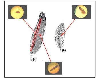 Gambar 5  Penyebaran ektoparasit pada bagian bulu burung. 