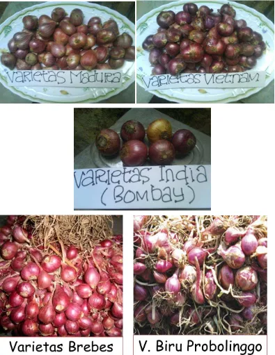 Gambar 2.6: Bawang merah varietas Madura, Vietnam, dan bawang Bombay Bawang merah varietas Brebes dan Varietas Biru Probolinggo  