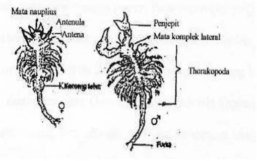 Gambar 3. Morfologi Artemia salina Leach dewasa (Mujiman, 1992) 