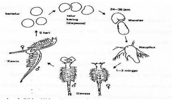 Gambar 4. Siklus hidup Artemia salina Leach (Mujiman, 1992) 