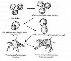 Gambar 1. Tahapan penetasan Artemia salina Leach (Mujiman, 1992) 