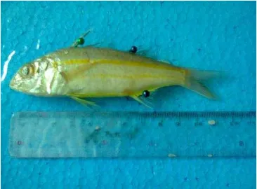 Gambar 2. Ikan kuniran (Upeneus moluccensis, Bleeker 1855) 