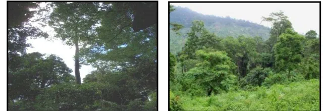 Gambar 8  Vegetasi di hutan primer (kiri) dan hutan sekunder (kanan) di TNMB. 