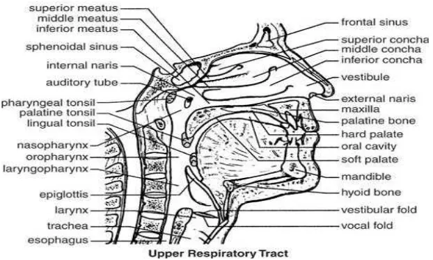 Gambar 1. Anatomi Nasofaring  