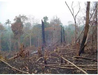 Gambar 1. Kerusakan Hutan 