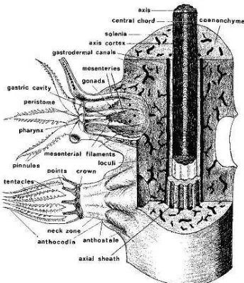 Gambar 1.   Penampang vertikal polip karang lunak (Bayer, 1956)  