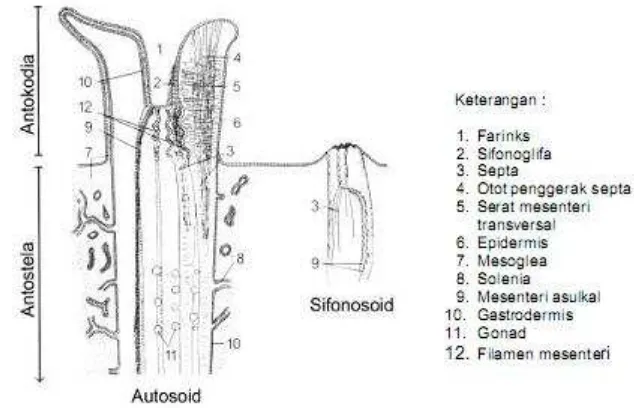 Gambar 2.   Penampang vertikal autozooid (Fabricius dan Alderslade, 2001) 
