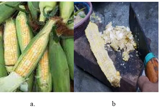 Gambar 2. Jagung (a), Bonggol Jagung (b)