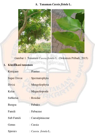 Gambar 1. Tanaman Cassia fistula L. (Dokumen Pribadi, 2015) 