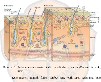 Gambar 5. Perbandingan struktur kulit mencit dan manusia (Pasparakis, dkk., 