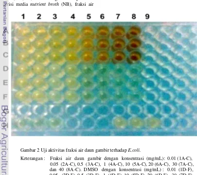 Gambar 2 Uji aktivitas fraksi air daun gambir terhadap E.coli. 