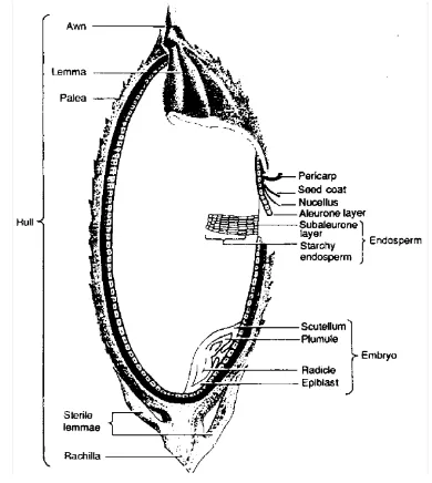 Gambar 1.  Struktur gabah berdasarkan diagram potongan longitudinal biji 