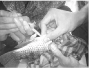 Gambar 6. Stripping sperma ikan nila 